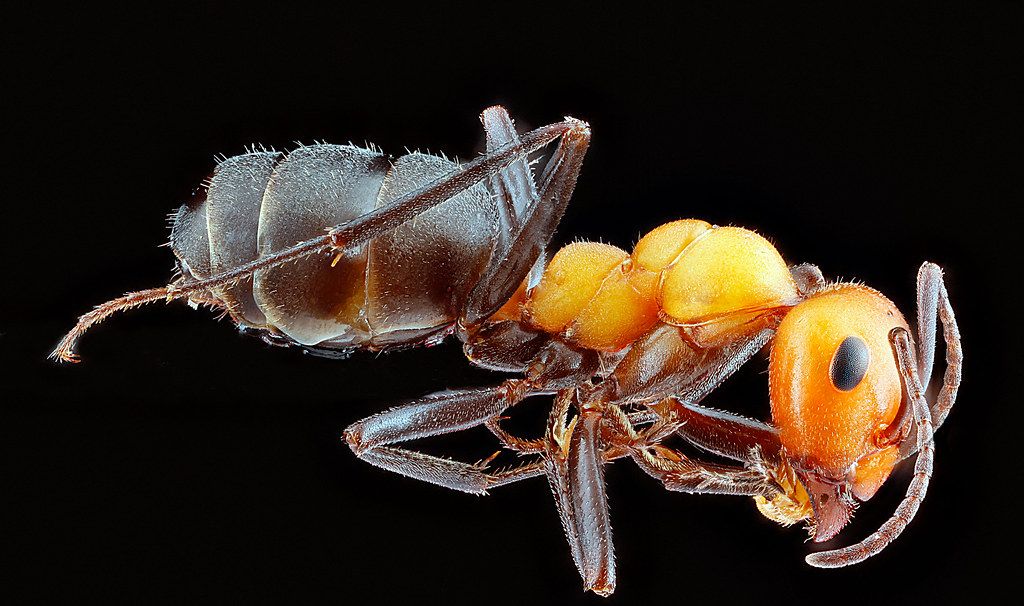 Ant Control service in Glendora, CA