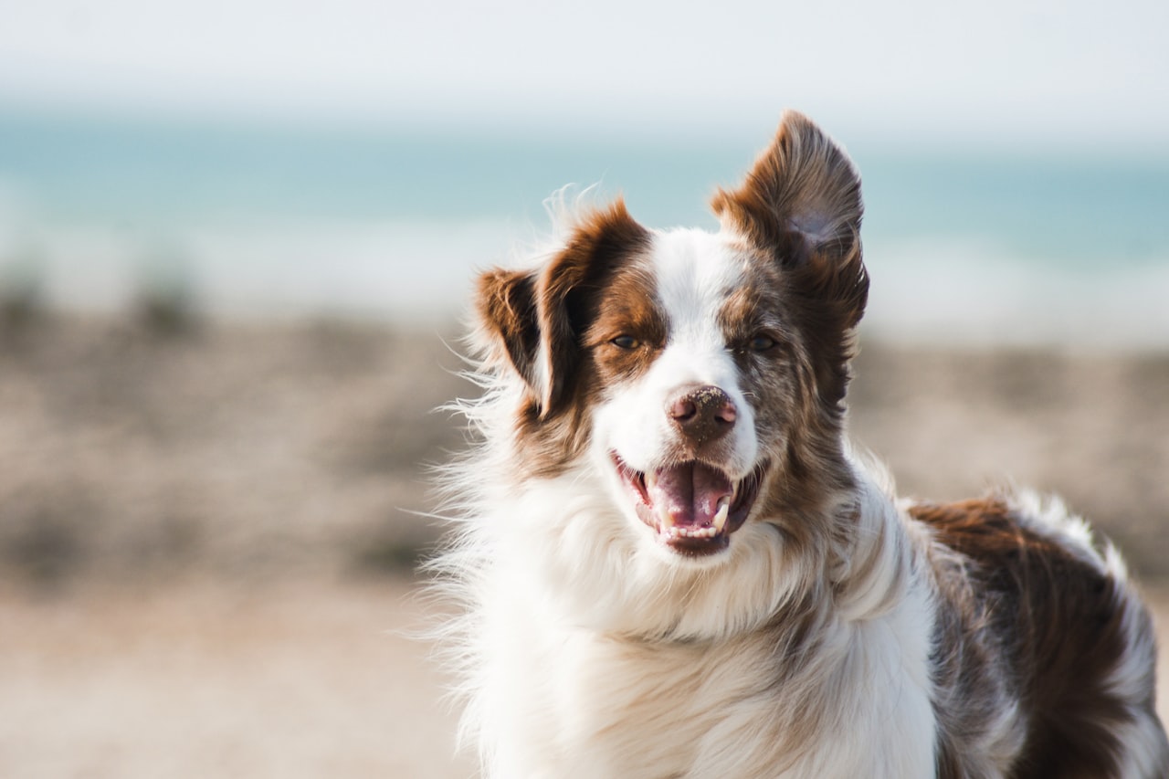 Flea & Tick Control service in Glendora, CA