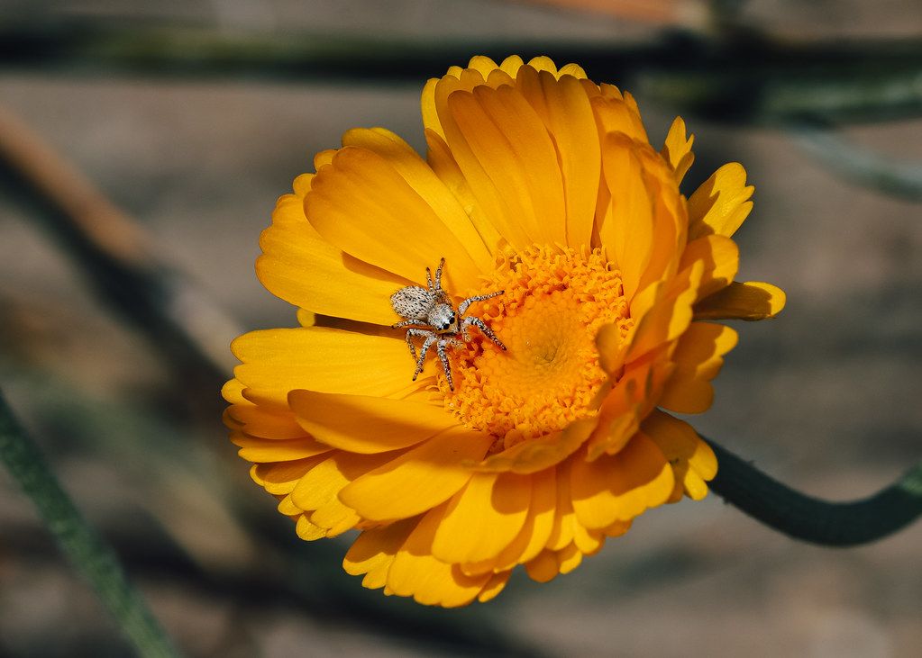 Spider Control service in Glendora, CA